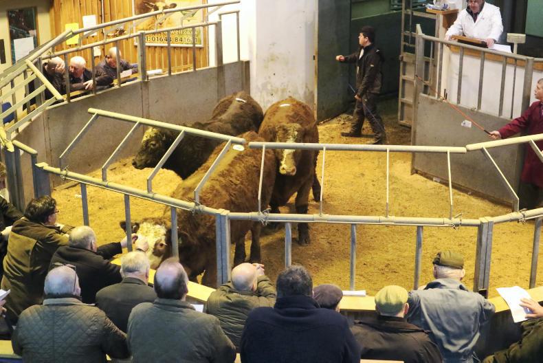 Steer and heifer numbers passing through abattoirs on the rise Steer and heifer numbers passing through abattoirs on the rise