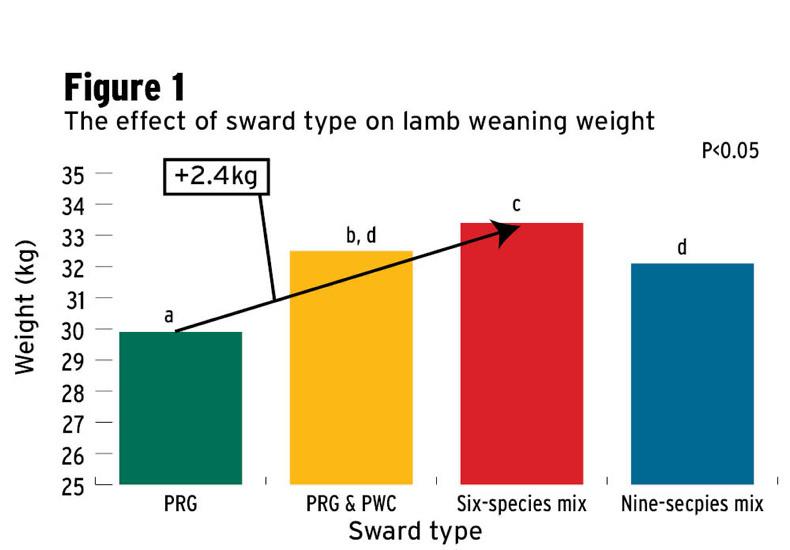 More research needed to see full value of multispecies grass swards in lambs More research needed to see full value of multispecies grass swards in lambs