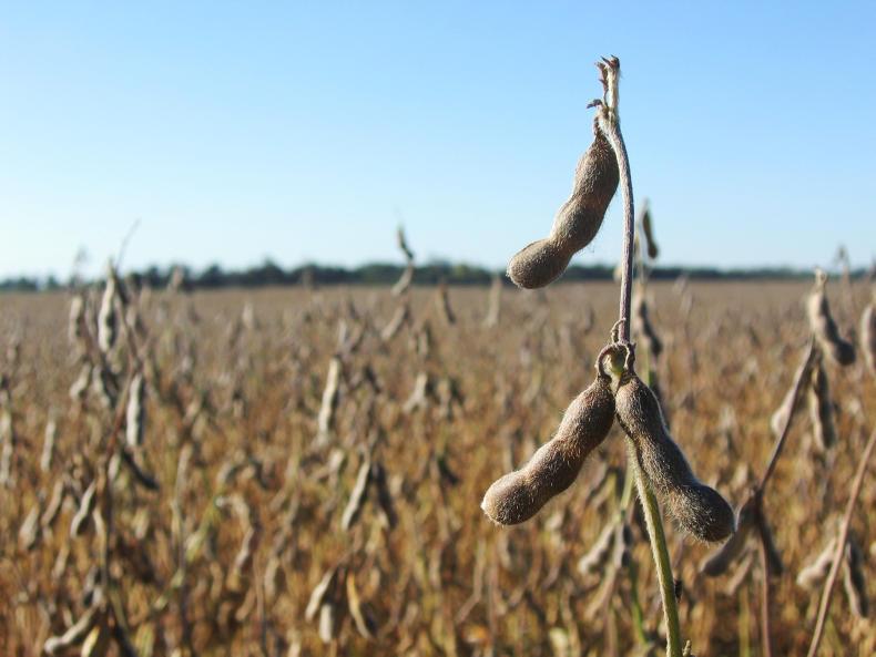 Grain prices: Dry weather in Argentina lifts soybean prices Grain prices: Dry weather in Argentina lifts soybean prices