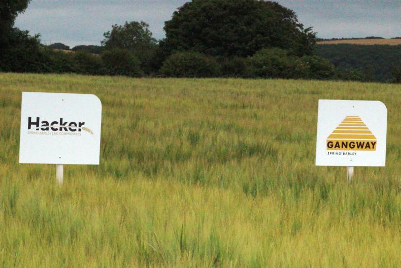 Three new spring barley varieties recommended for 2018 Three new spring barley varieties recommended for 2018