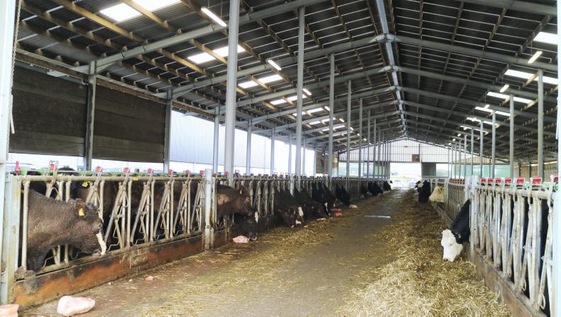 Suckler focus: rapid expansion to 650 cows in Scotland - Premium