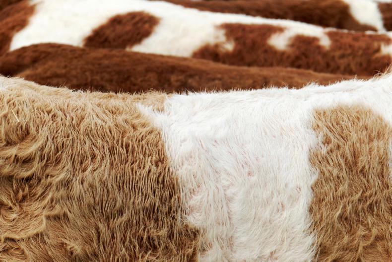 Irish factories dominate the cow market Irish factories dominate the cow market