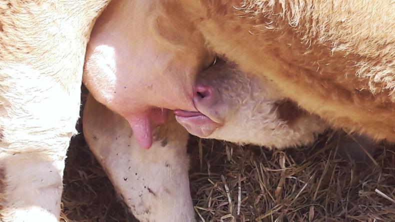 Getting around calving issues this spring Getting around calving issues this spring