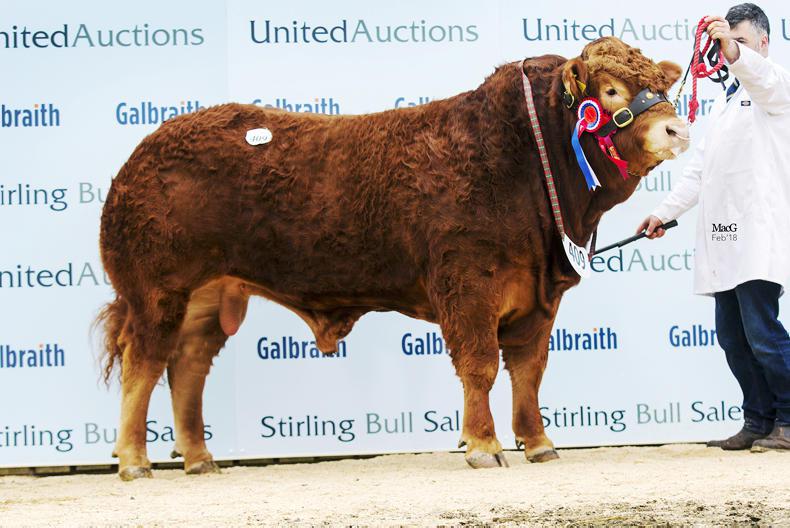 Millerstown Kasper leads the way at Stirling Millerstown Kasper leads the way at Stirling