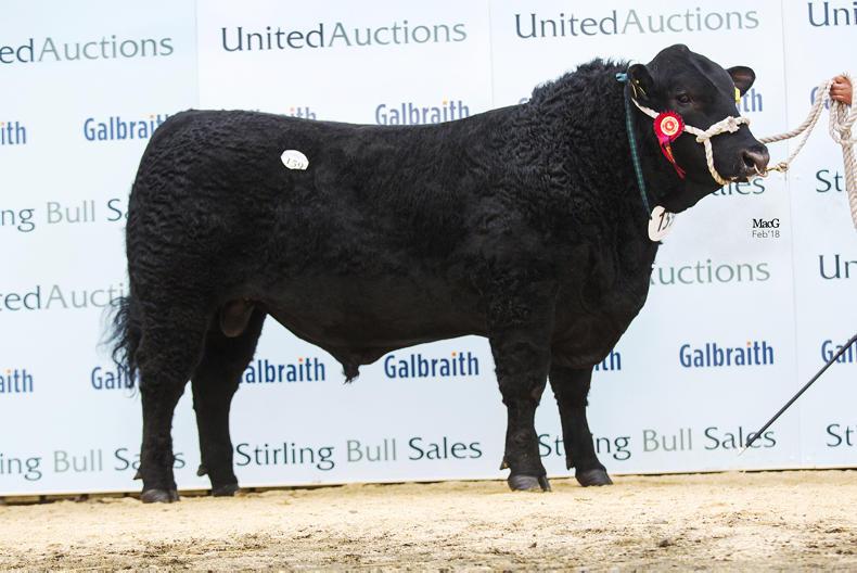 Millerstown Kasper leads the way at Stirling Millerstown Kasper leads the way at Stirling