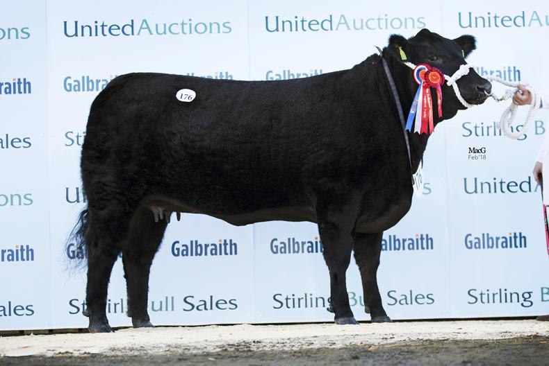 Millerstown Kasper leads the way at Stirling Millerstown Kasper leads the way at Stirling