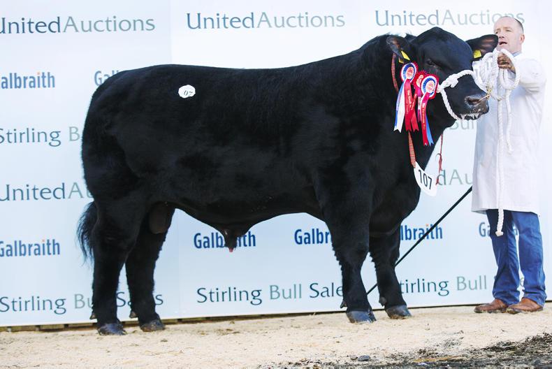 Millerstown Kasper leads the way at Stirling Millerstown Kasper leads the way at Stirling