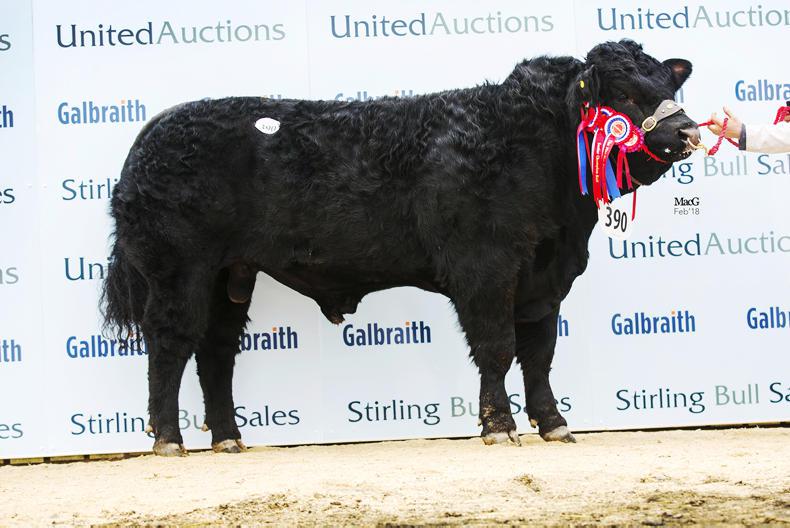 Millerstown Kasper leads the way at Stirling Millerstown Kasper leads the way at Stirling