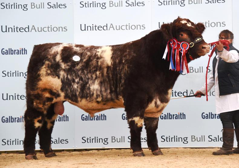 Millerstown Kasper leads the way at Stirling Millerstown Kasper leads the way at Stirling