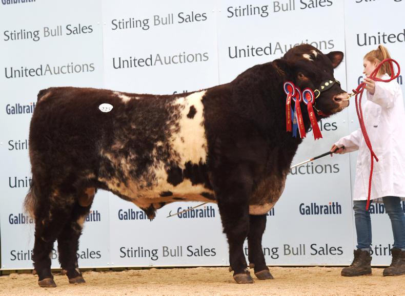 Millerstown Kasper leads the way at Stirling Millerstown Kasper leads the way at Stirling