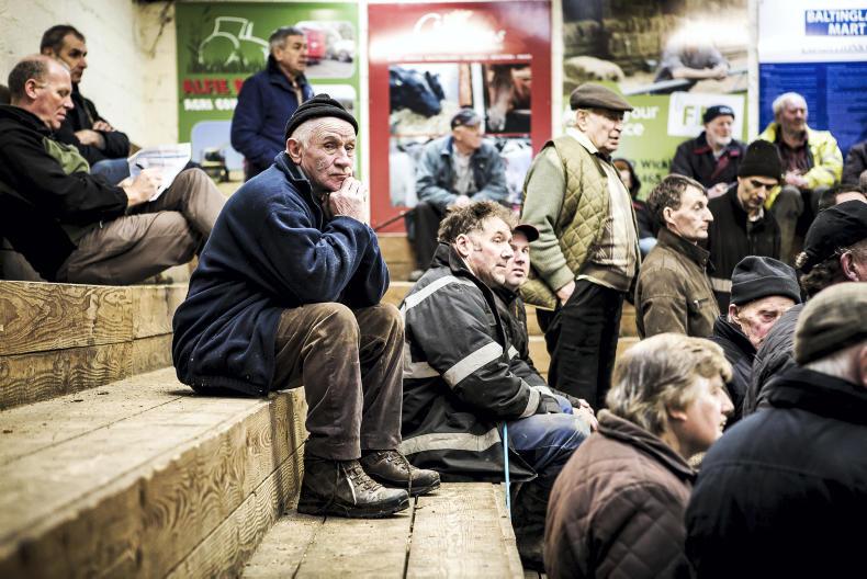 This week in photos: mart action, first milk collection and feeding cattle This week in photos: mart action, first milk collection and feeding cattle