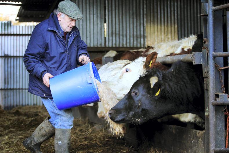 This week in photos: mart action, first milk collection and feeding cattle This week in photos: mart action, first milk collection and feeding cattle