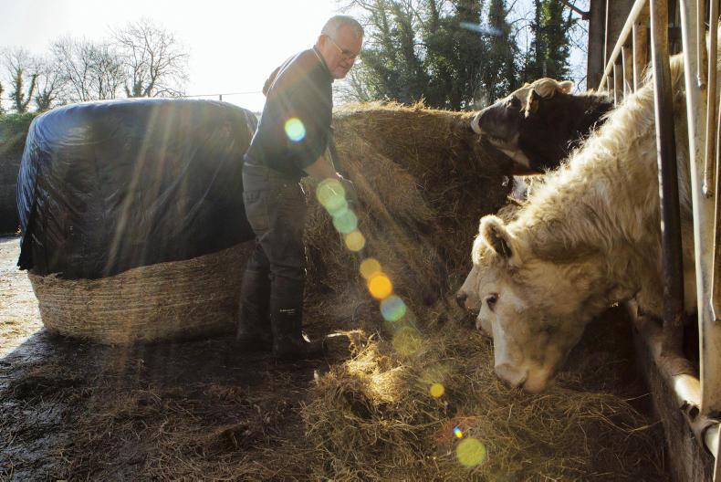 This week in photos: mart action, first milk collection and feeding cattle This week in photos: mart action, first milk collection and feeding cattle