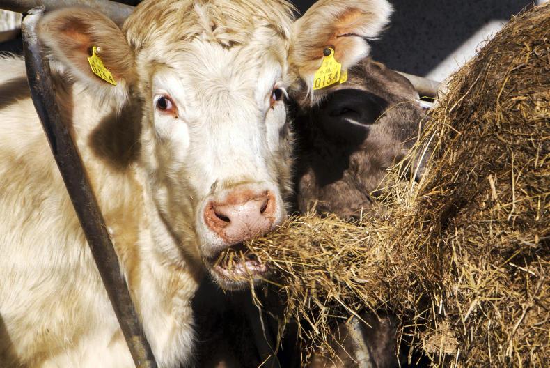 This week in photos: mart action, first milk collection and feeding cattle This week in photos: mart action, first milk collection and feeding cattle