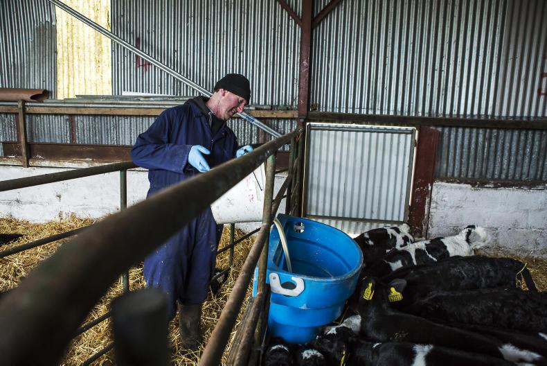 This week in photos: mart action, first milk collection and feeding cattle This week in photos: mart action, first milk collection and feeding cattle