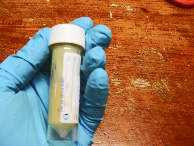 Beef management: housing pressure, calf scour and BDGP selection Beef management: housing pressure, calf scour and BDGP selection