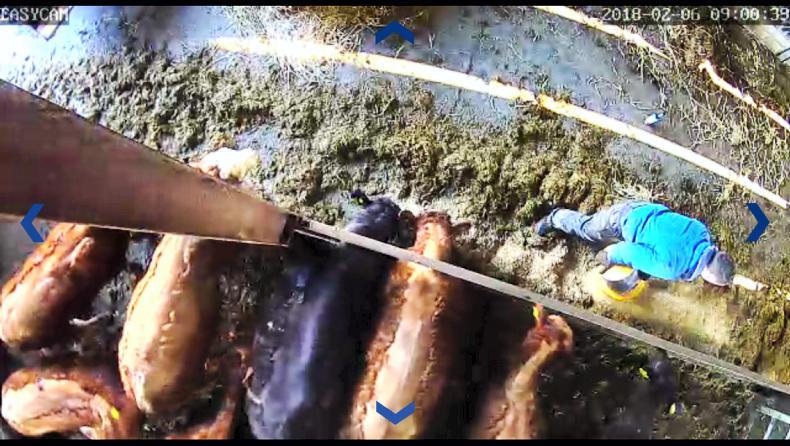 Listen: Rocky start to calving on Tullamore Farm Listen: Rocky start to calving on Tullamore Farm