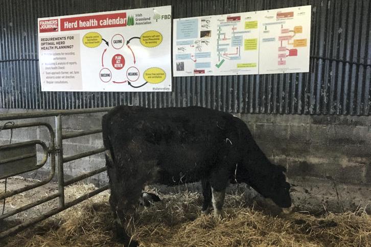 Listen: Rocky start to calving on Tullamore Farm Listen: Rocky start to calving on Tullamore Farm