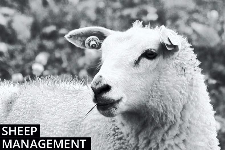 Sheep management: abortion, tail-docking and TAMS Sheep management: abortion, tail-docking and TAMS