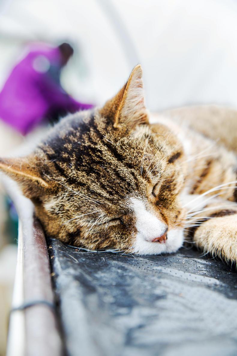Cyrenians: Changing lives through farming in Edinburgh Cyrenians: Changing lives through farming in Edinburgh