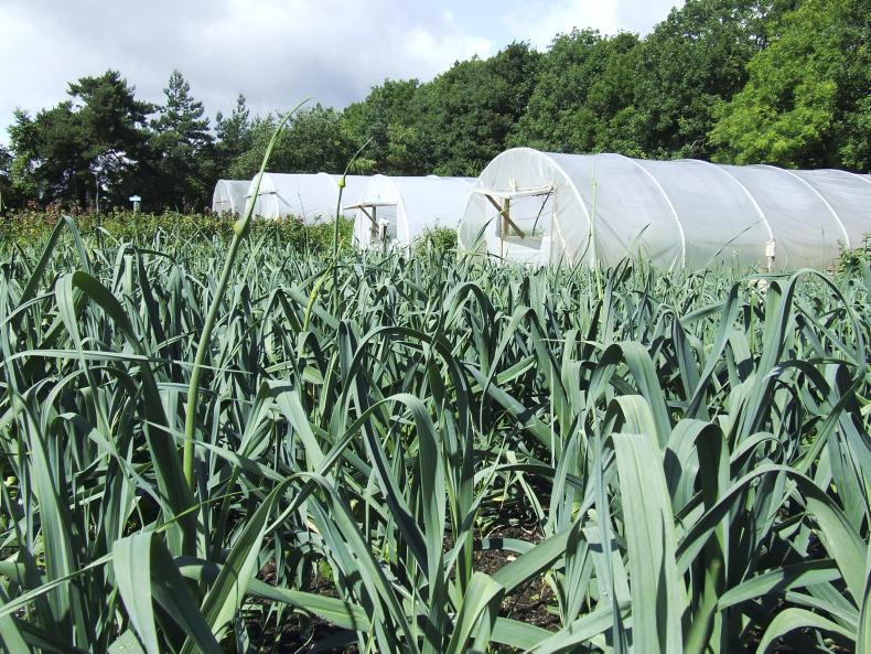 Cyrenians: Changing lives through farming in Edinburgh Cyrenians: Changing lives through farming in Edinburgh