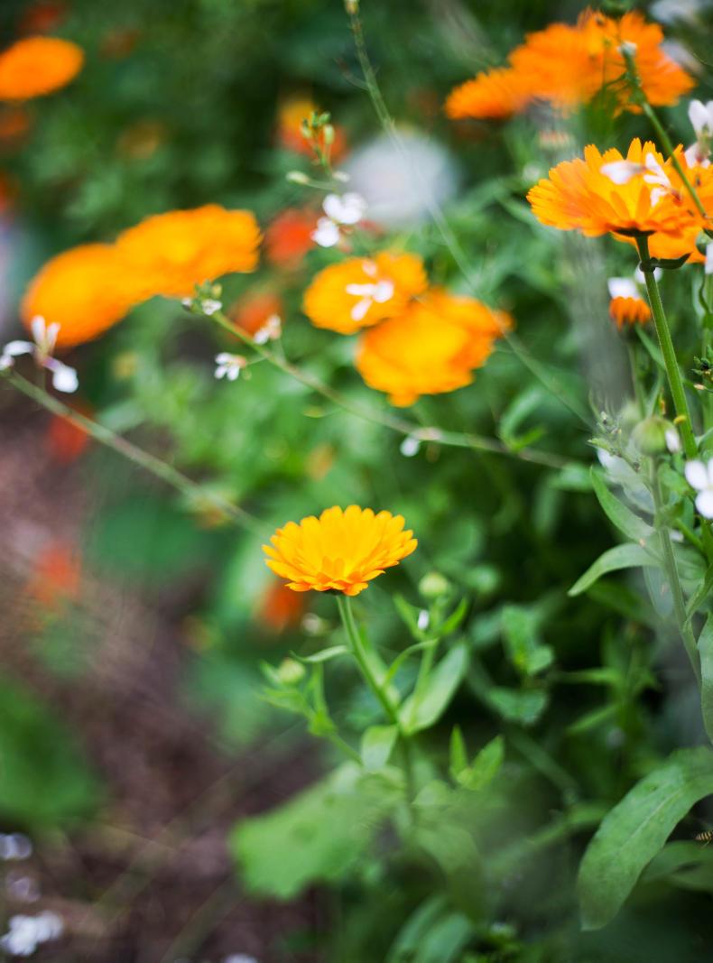 Cyrenians: Changing lives through farming in Edinburgh Cyrenians: Changing lives through farming in Edinburgh