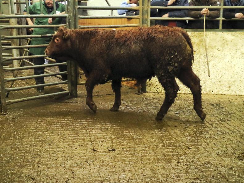 Ballymote: weanling bulls and heifers met with a flying trade Ballymote: weanling bulls and heifers met with a flying trade