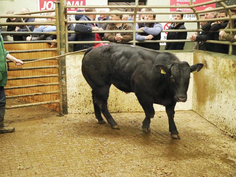 Ballymote: weanling bulls and heifers met with a flying trade Ballymote: weanling bulls and heifers met with a flying trade