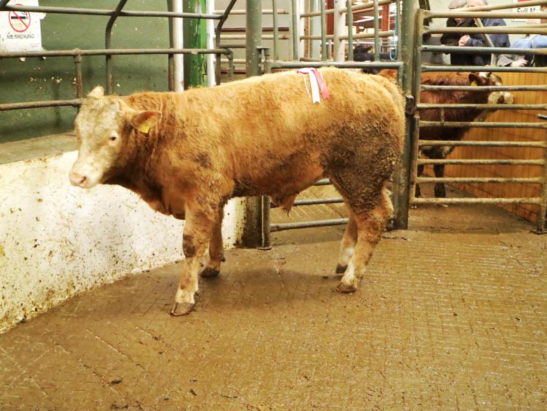 Ballymote: weanling bulls and heifers met with a flying trade Ballymote: weanling bulls and heifers met with a flying trade