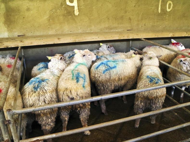 Ballymote: weanling bulls and heifers met with a flying trade Ballymote: weanling bulls and heifers met with a flying trade