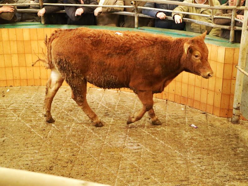 Ballymote: weanling bulls and heifers met with a flying trade Ballymote: weanling bulls and heifers met with a flying trade