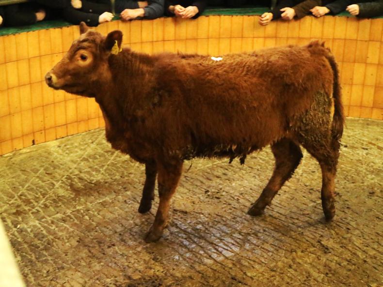 Ballymote: weanling bulls and heifers met with a flying trade Ballymote: weanling bulls and heifers met with a flying trade