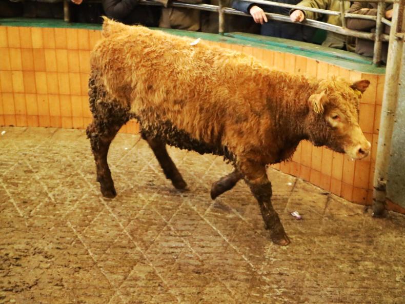 Ballymote: weanling bulls and heifers met with a flying trade Ballymote: weanling bulls and heifers met with a flying trade