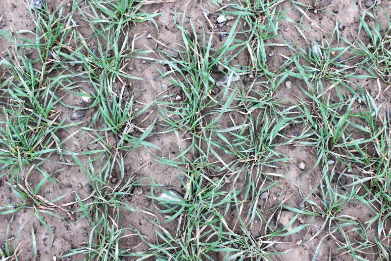 Field conditions delaying essential husbandry