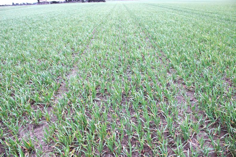 Field conditions delaying essential husbandry