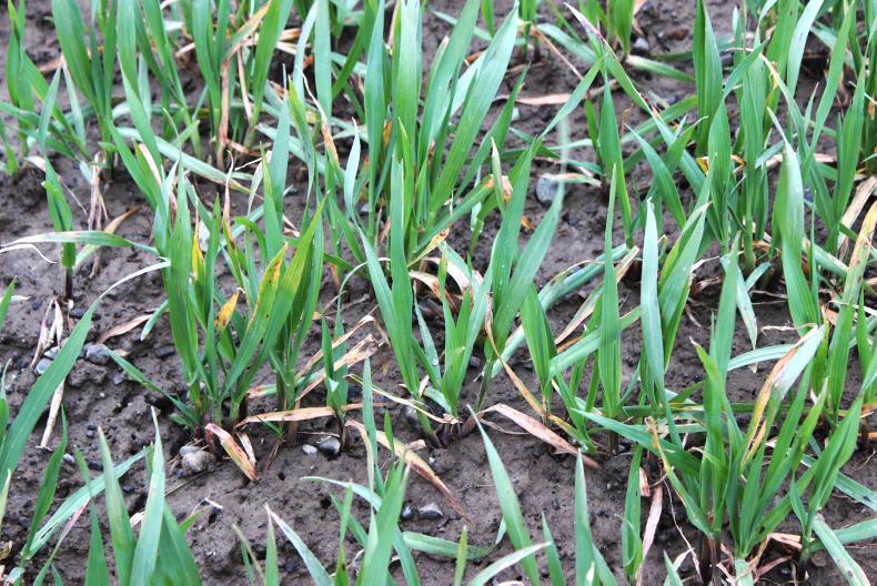 Field conditions delaying essential husbandry