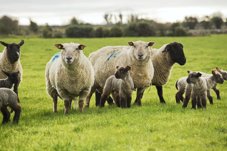 Balancing grass supply and demand for optimum performance Balancing grass supply and demand for optimum performance