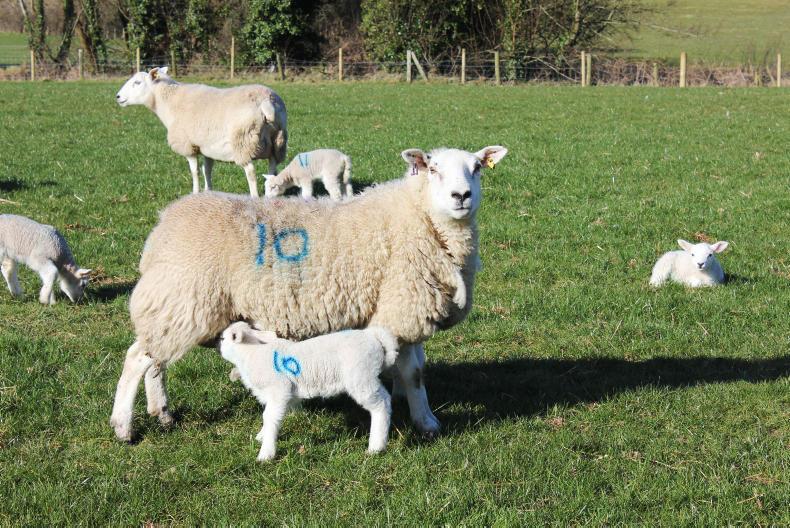 Watch: lessons from the 2018 lambing season Watch: lessons from the 2018 lambing season