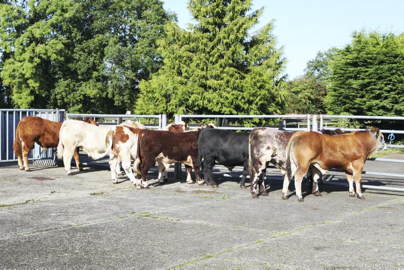 Westport plays host to international bull fertility conference Westport plays host to international bull fertility conference