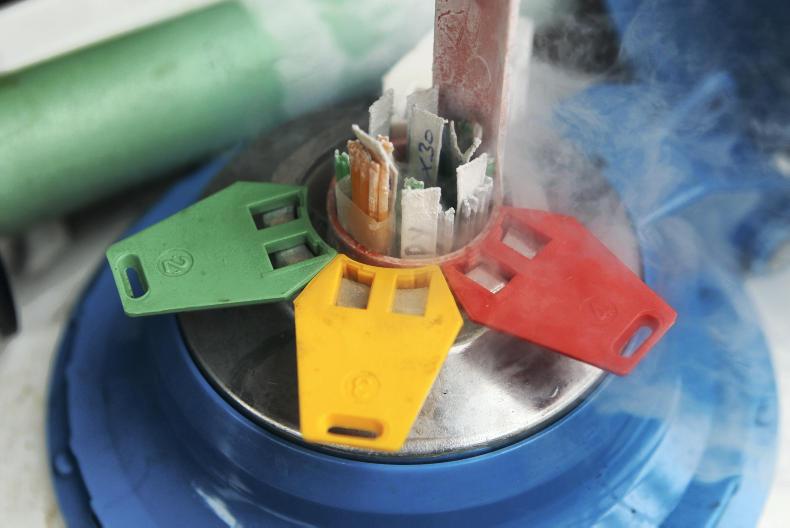 Westport plays host to international bull fertility conference Westport plays host to international bull fertility conference