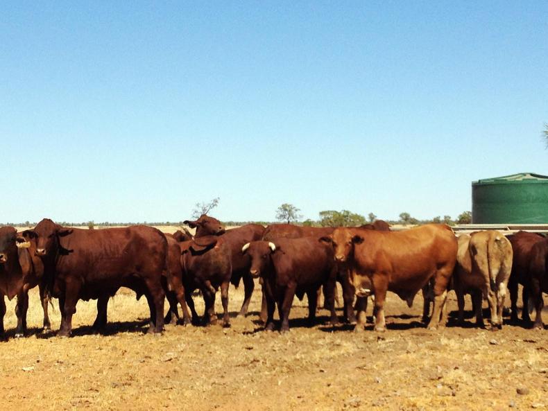 Hormone beef will be UK's pressure point Hormone beef will be UK's pressure point