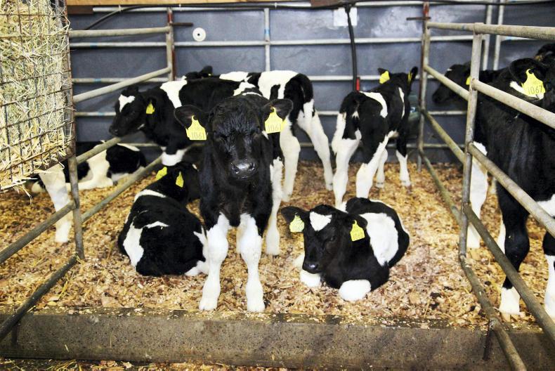 Calf exports 16% above 2017 levels Calf exports 16% above 2017 levels