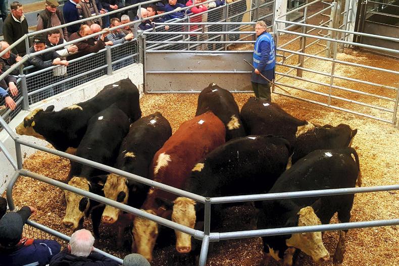 Solid bullock trade at Bandon despite weather issues - Premium
