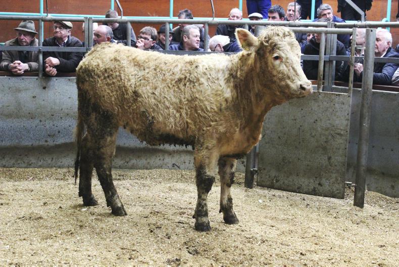 Bumper cattle trade at Kilrea Mart Bumper cattle trade at Kilrea Mart
