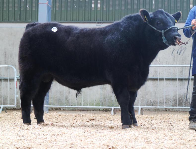 Bulls moving but averages hit at Carrick Bulls moving but averages hit at Carrick