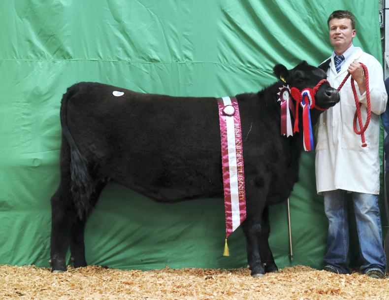 Bulls moving but averages hit at Carrick Bulls moving but averages hit at Carrick