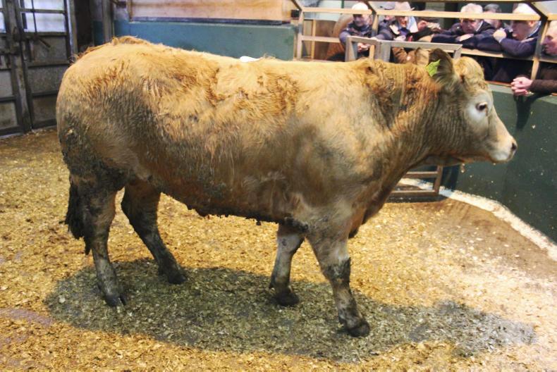 Price deals on offer as cattle supplies tighten Price deals on offer as cattle supplies tighten