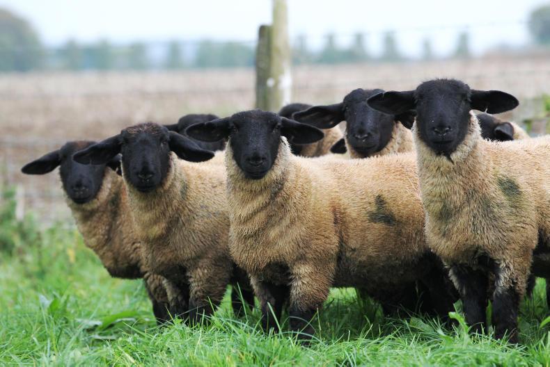Extra €210/ha possible from using five-star animals Extra €210/ha possible from using five-star animals
