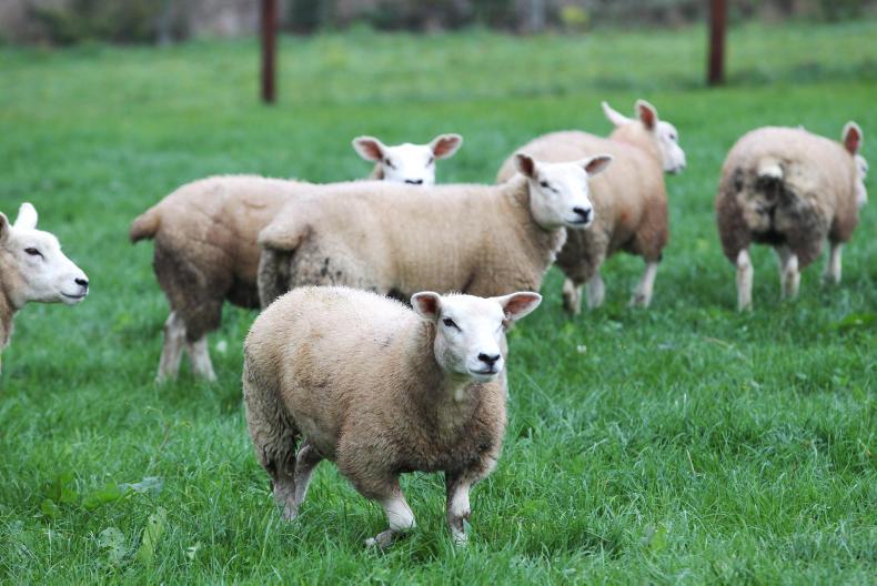 Extra €210/ha possible from using five-star animals Extra €210/ha possible from using five-star animals