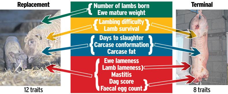 Extra €210/ha possible from using five-star animals Extra €210/ha possible from using five-star animals